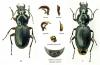Pterostichus validus